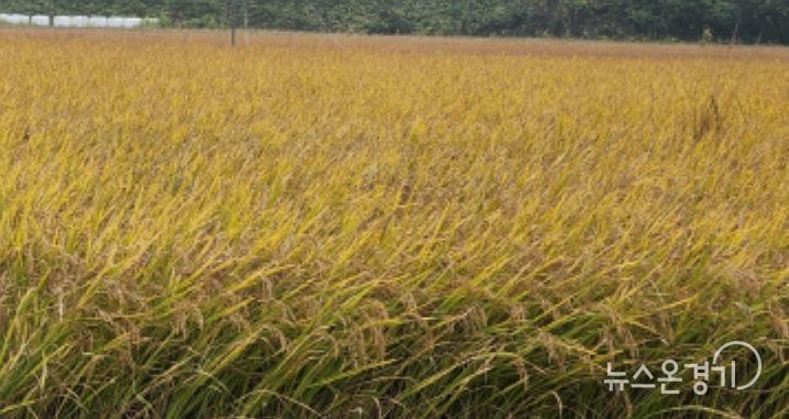 파주시, 벼 건조장 조성 지원…안정적 영농환경 구축