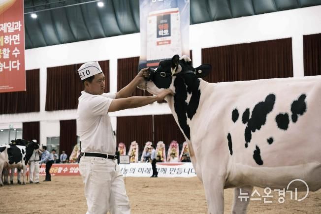 여주시, ‘2025 한국 홀스타인 품평회’에서 8개 부문 수상 쾌거