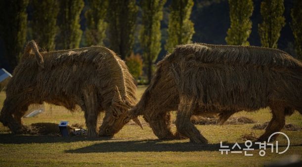 짚 황소 머리를 맞대고 싸우는 소를 짚을 활용하여 역동적으로 표현(사진제공=아름다운강천 사회적협동조합)