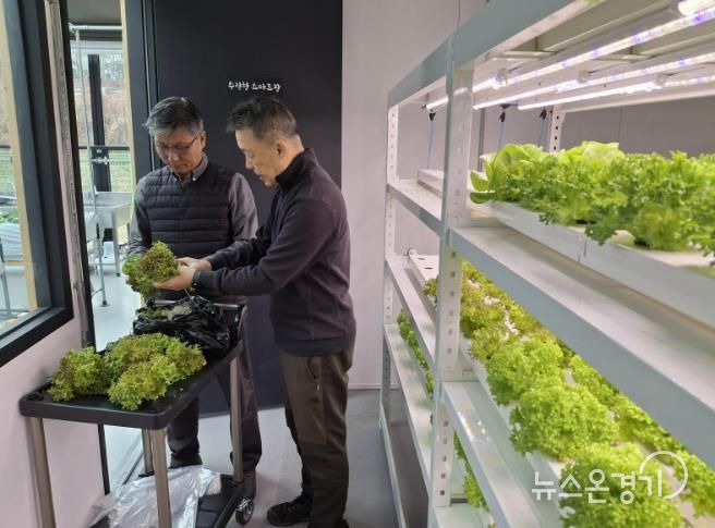 과천시 도시농업센터에서 재배하고 있는 채소 모습