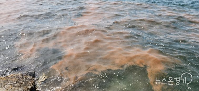 안산 시화나래휴게소 인근 야광충 집적 현황